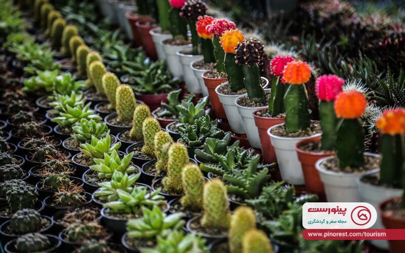 خرید از بازار گل محلاتی تهران