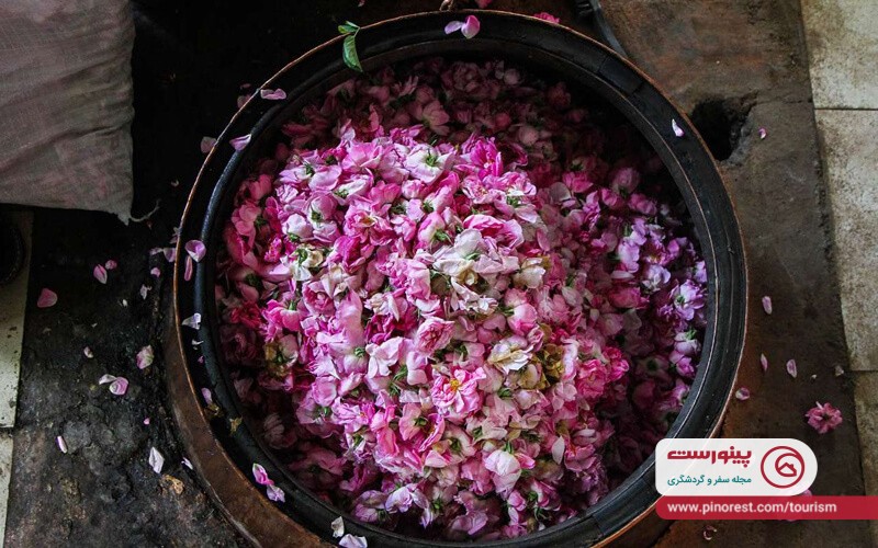 گلاب گیری نیاسر کاشان