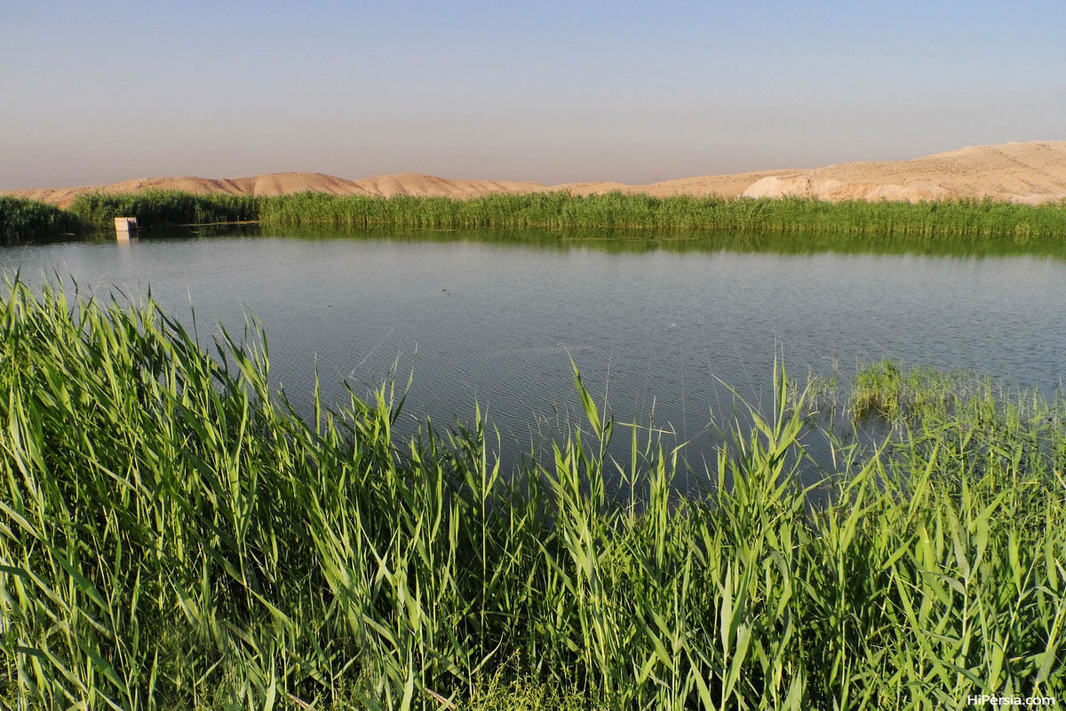 تالاب عشق آباد شهر ری؛ زندگی پرندگان را بدون رفتن به باغ وحش ببینید