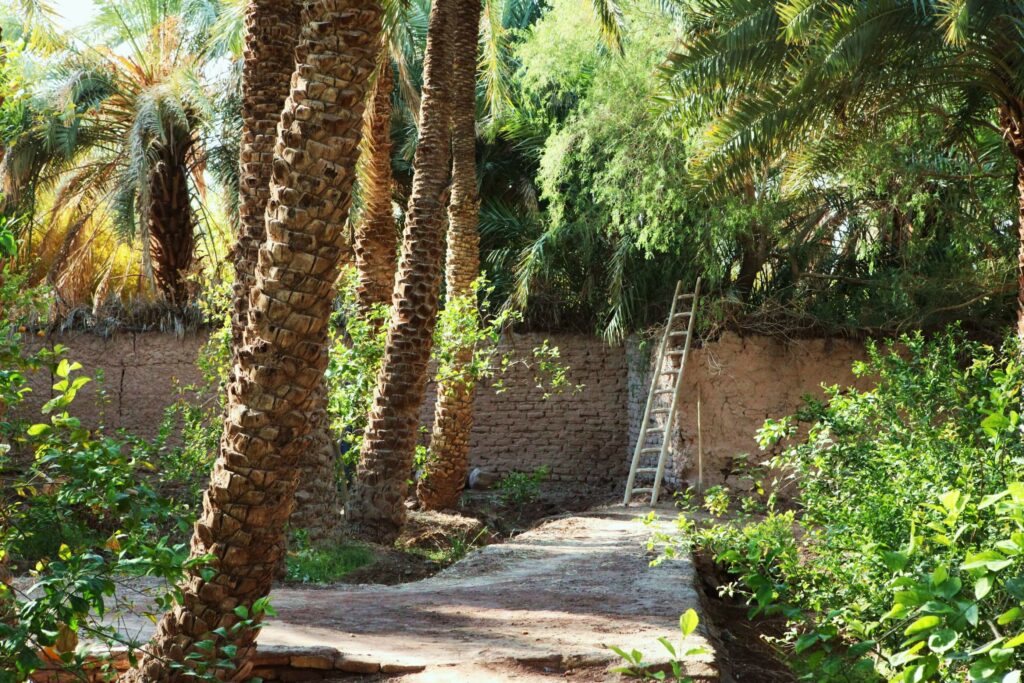 زمینی در شهداد