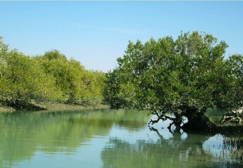 جنگل هرا جزیره قشم