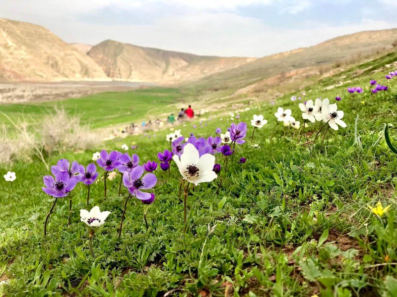 ایلام