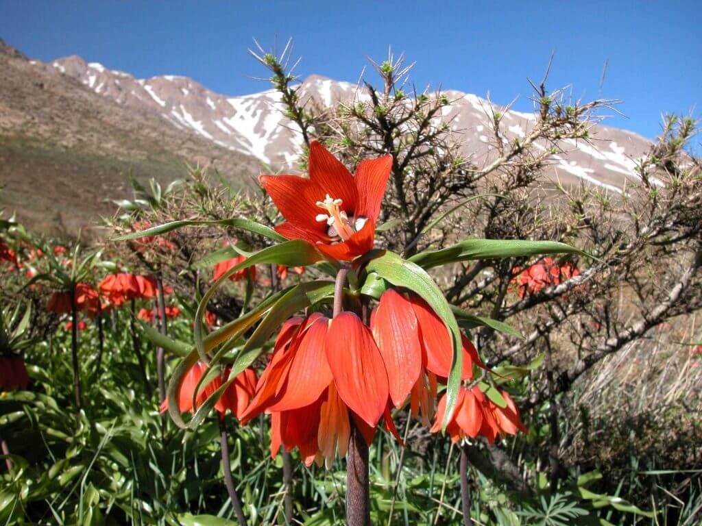 کوهرنگ