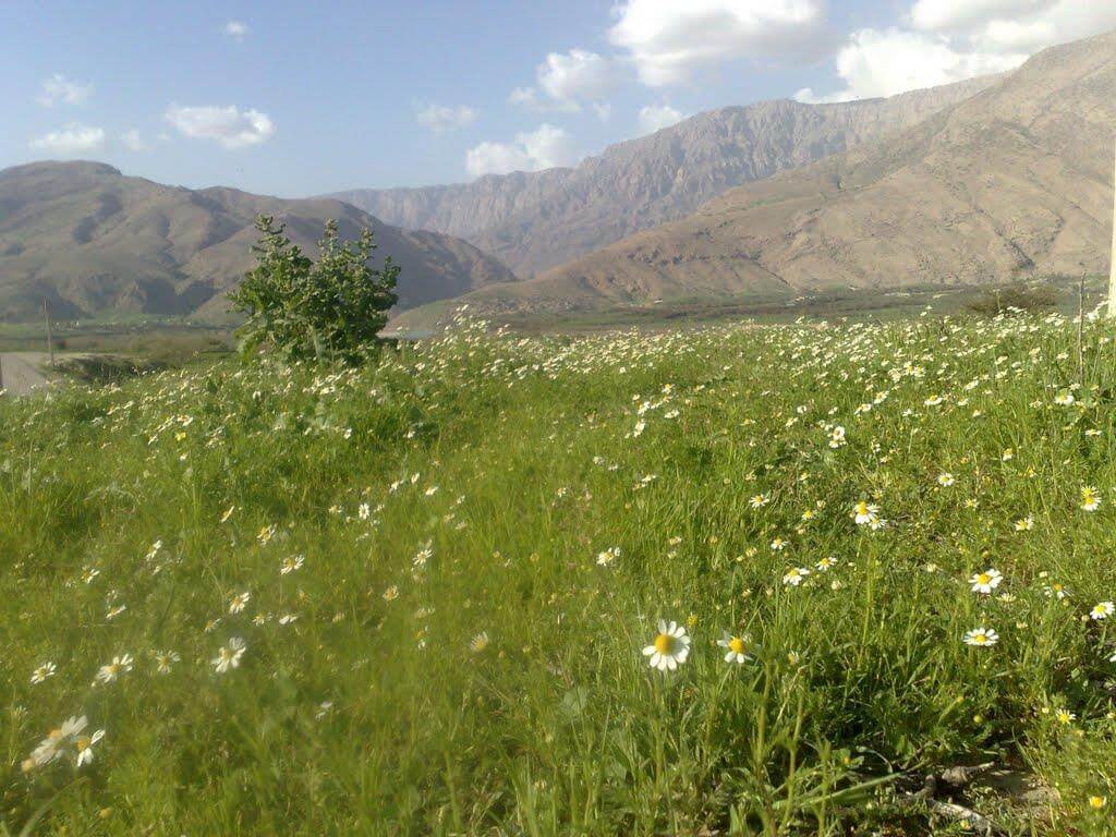 دشت سوسن
