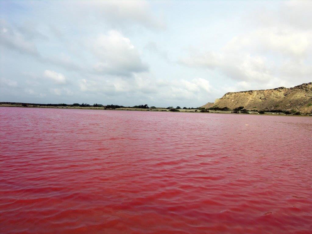 تیس