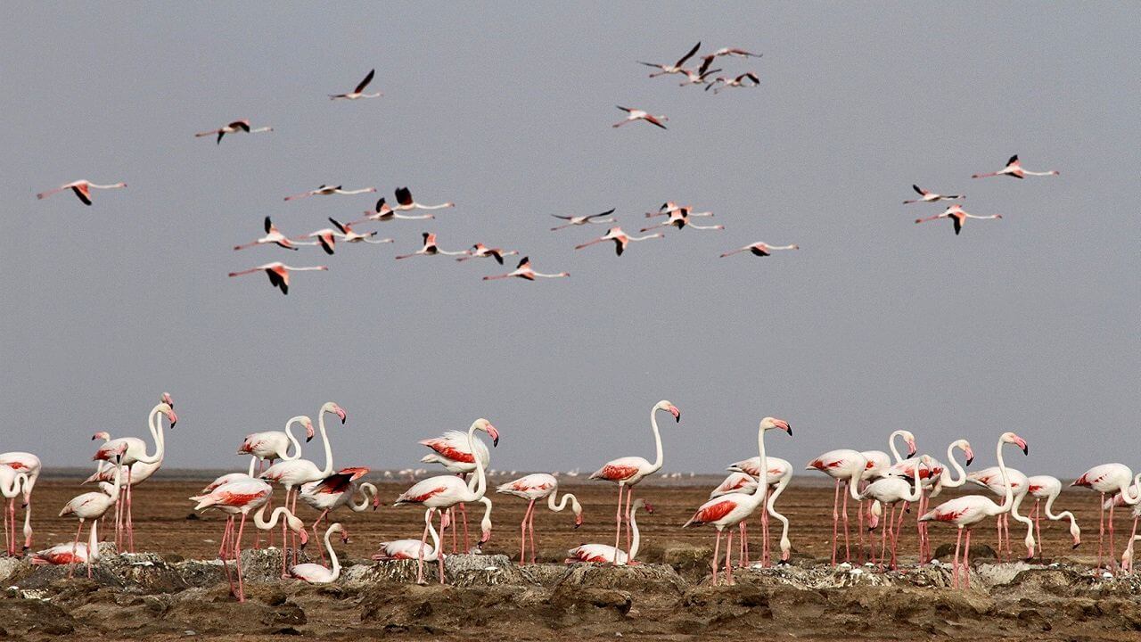 فلامینگو