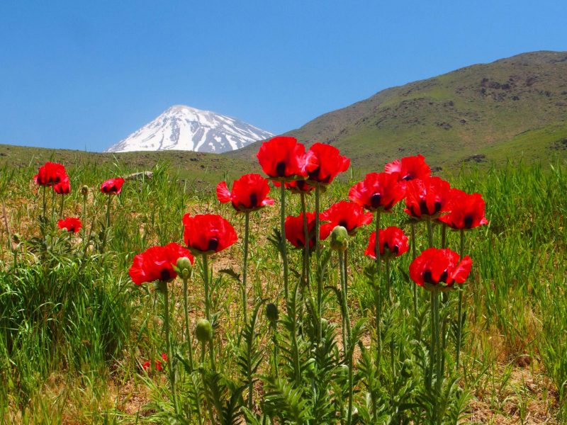 دشت لار