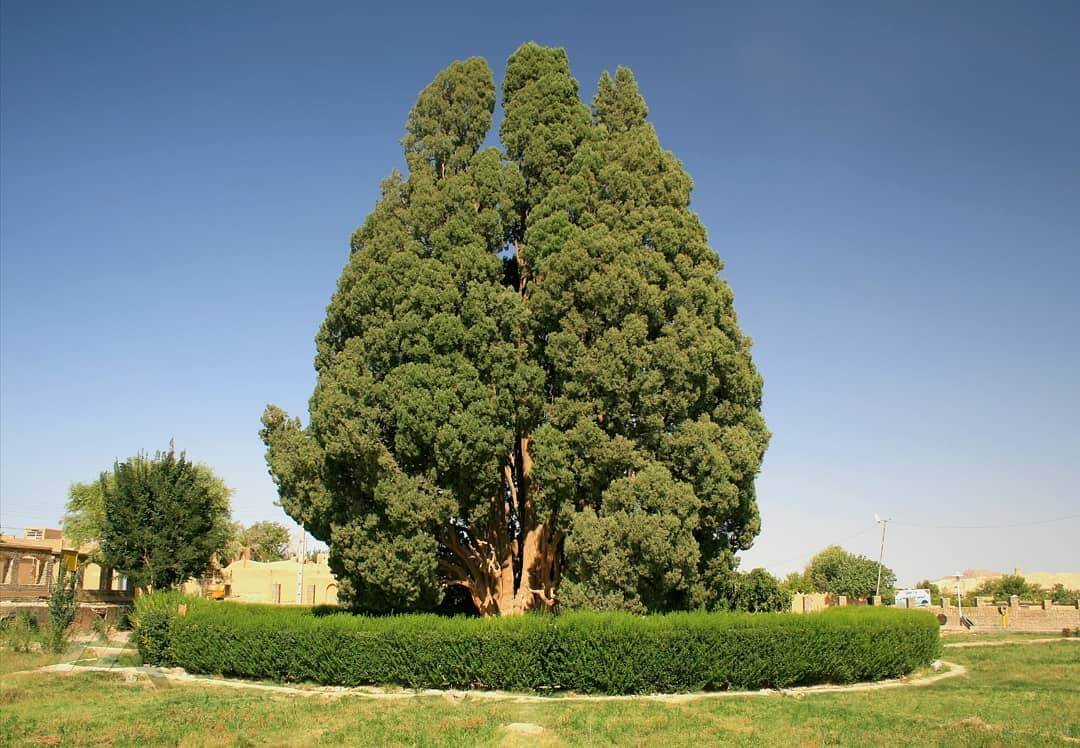 سرو ابرکوه یزد