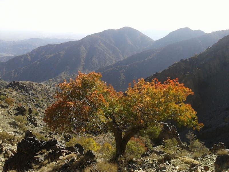 طبیعت خوش آب و هوا دلفارد