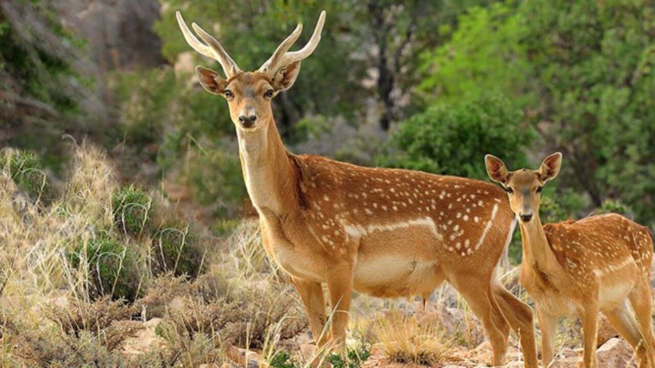 دره ارگت دودانگه
