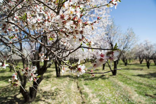 شکفوه بادام روستای مهارلو