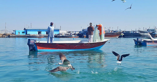 صید ماهی و شاه میگو بریس