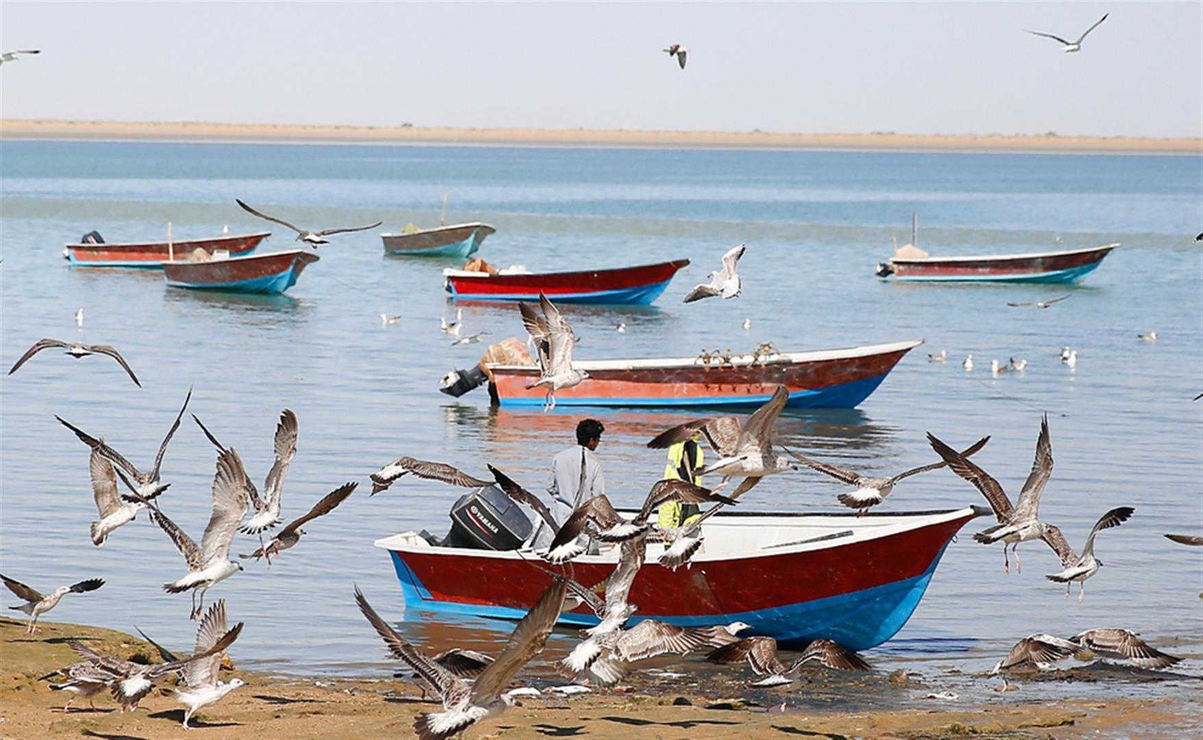 خلیج گواتر