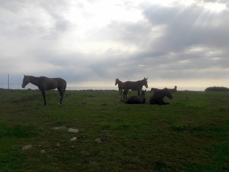 اسب‌ها در طبیعت گرسماسر رامسر