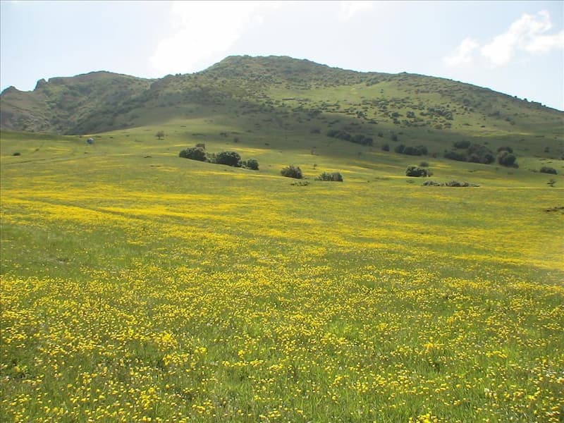 روستای داماش گیلان ؛ چراغانی شده با گلی به نام چلچراغ