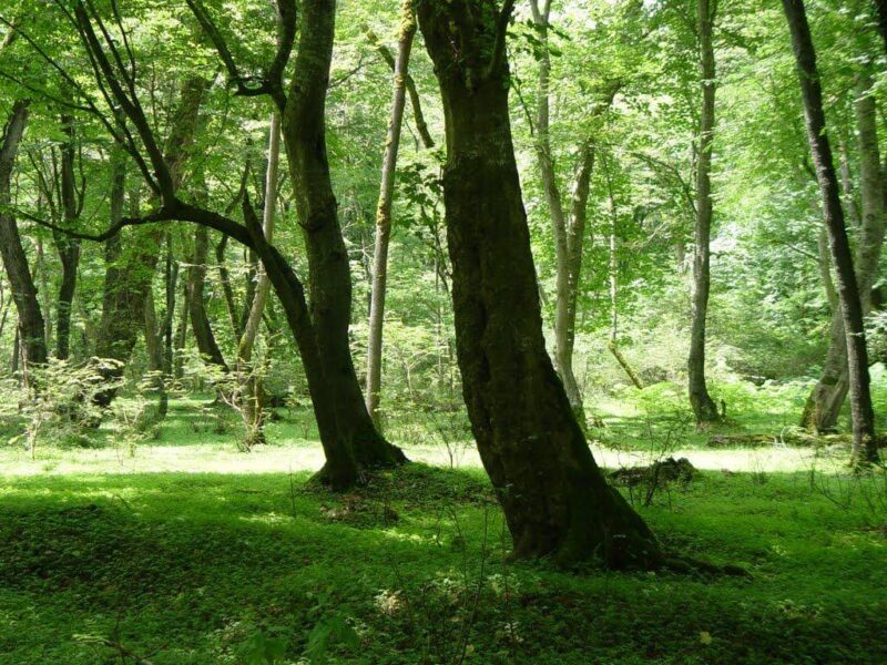 جنگل کشپل
