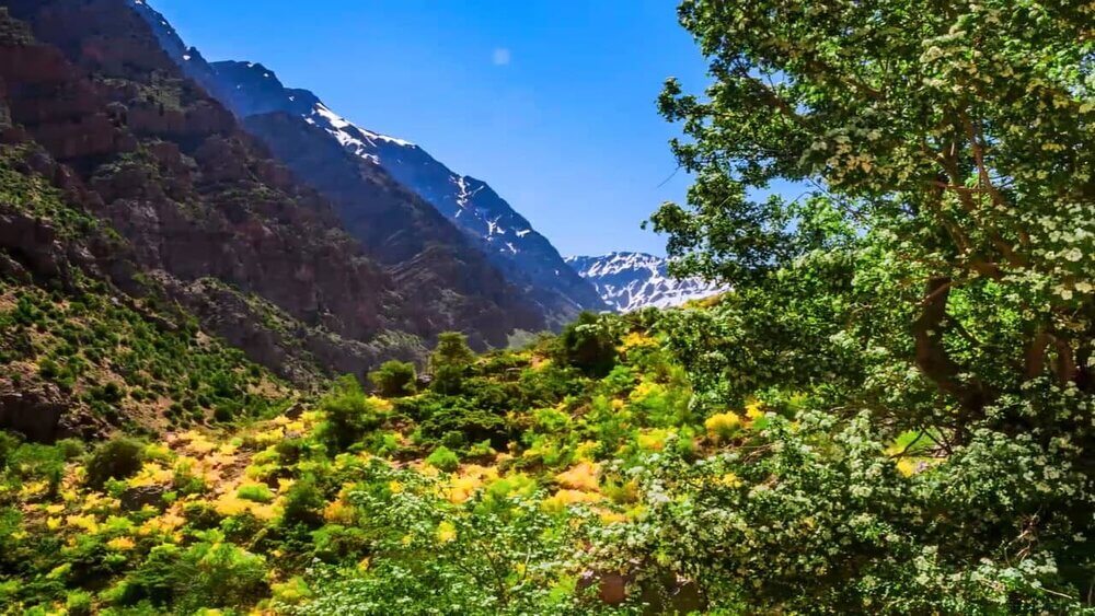 کوه گل یاسوج کهگیلویه و بویر احمد