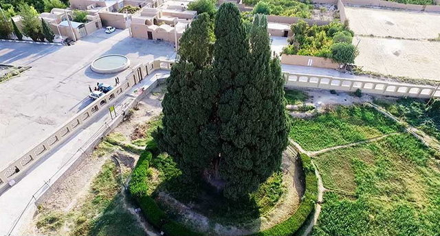 سرو ابرکوه