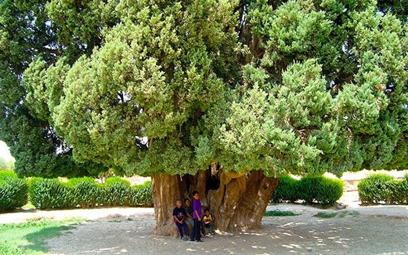 سرو ابرکوه