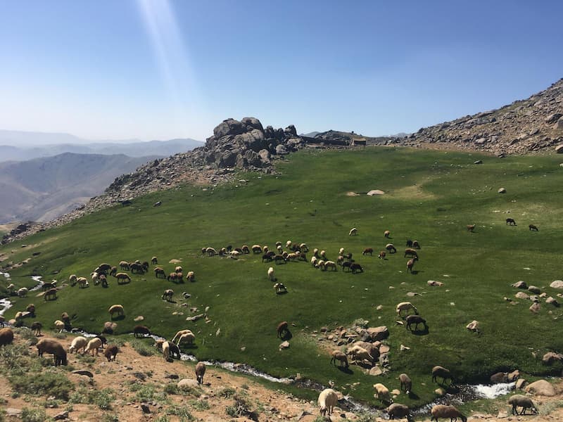 حیوانات دشت میشان 