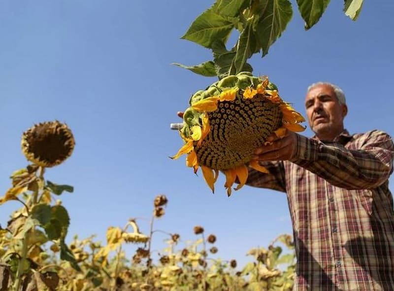تخمه آفتابگردان از سوغات اردبیل