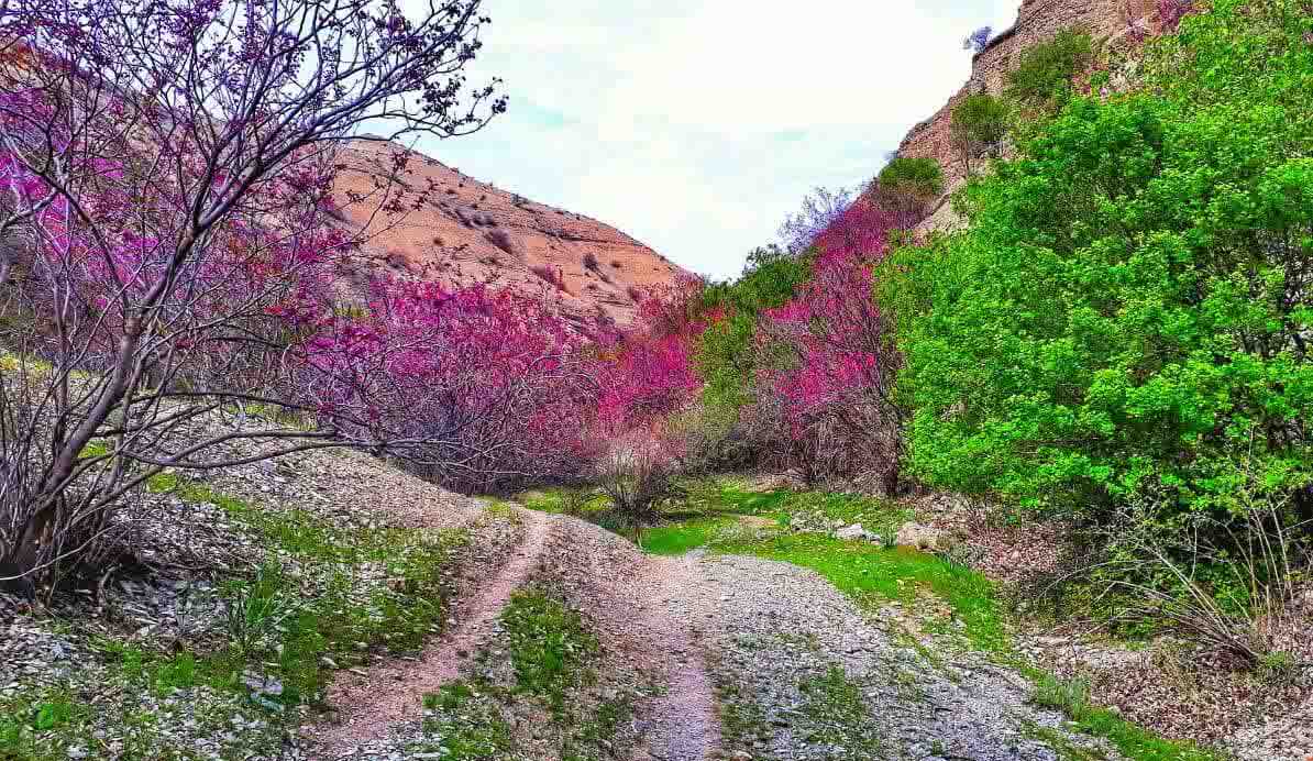 تنگه ارغوان