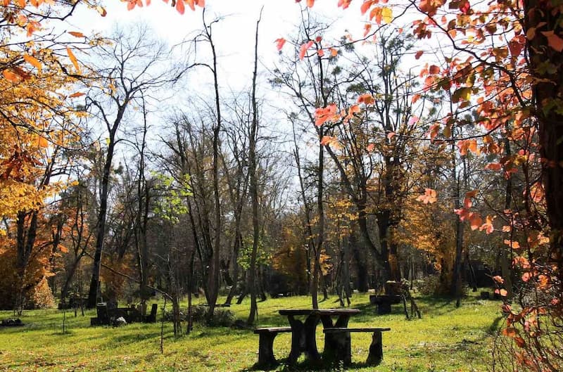 جنگل سیسنگان در پاییز