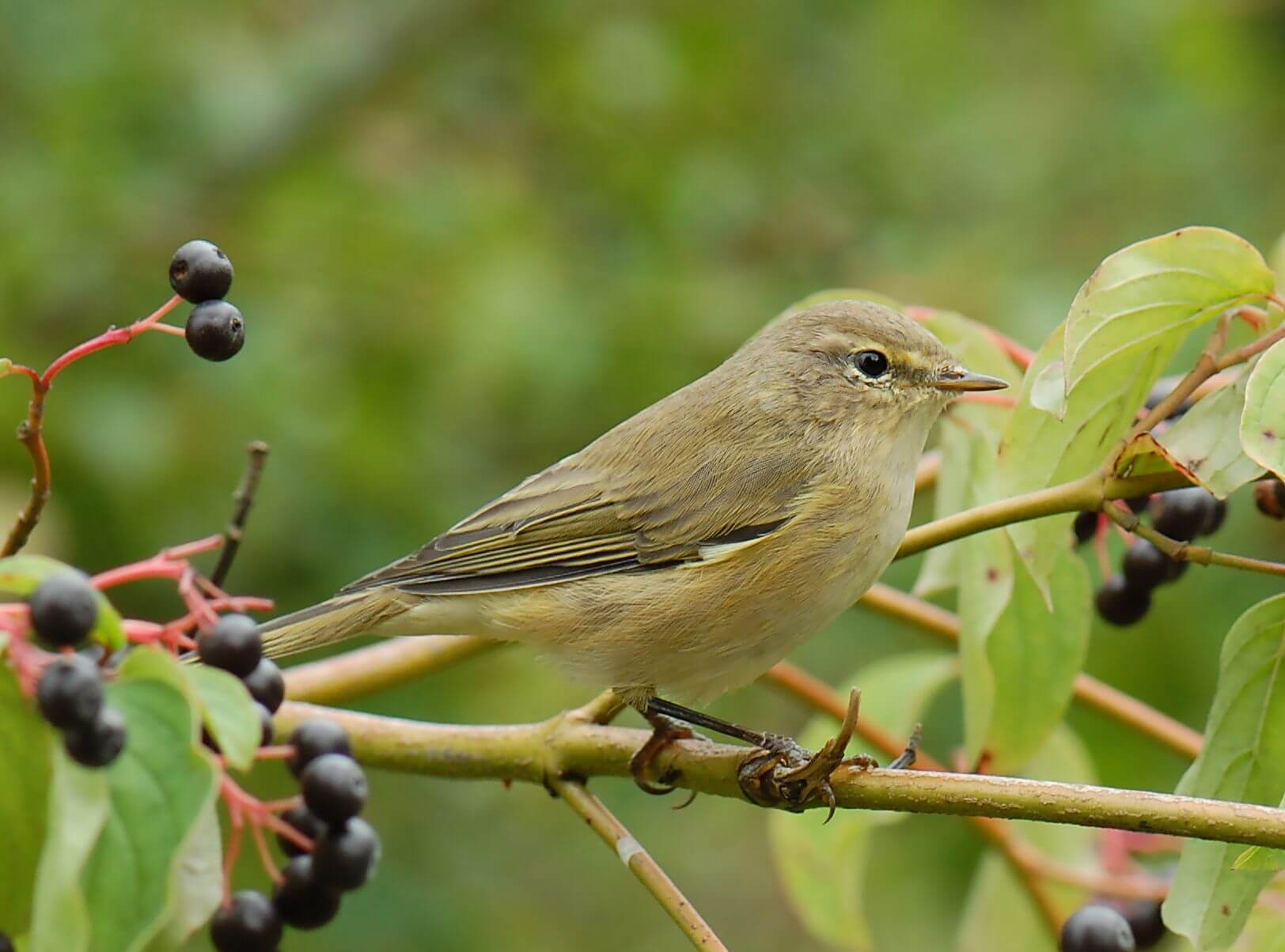 سِسک چیف‌چاف (Phylloscopus collybita)
