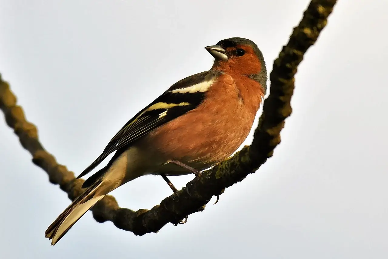 سِهره‌ جنگلی (Fringilla coelebs)
