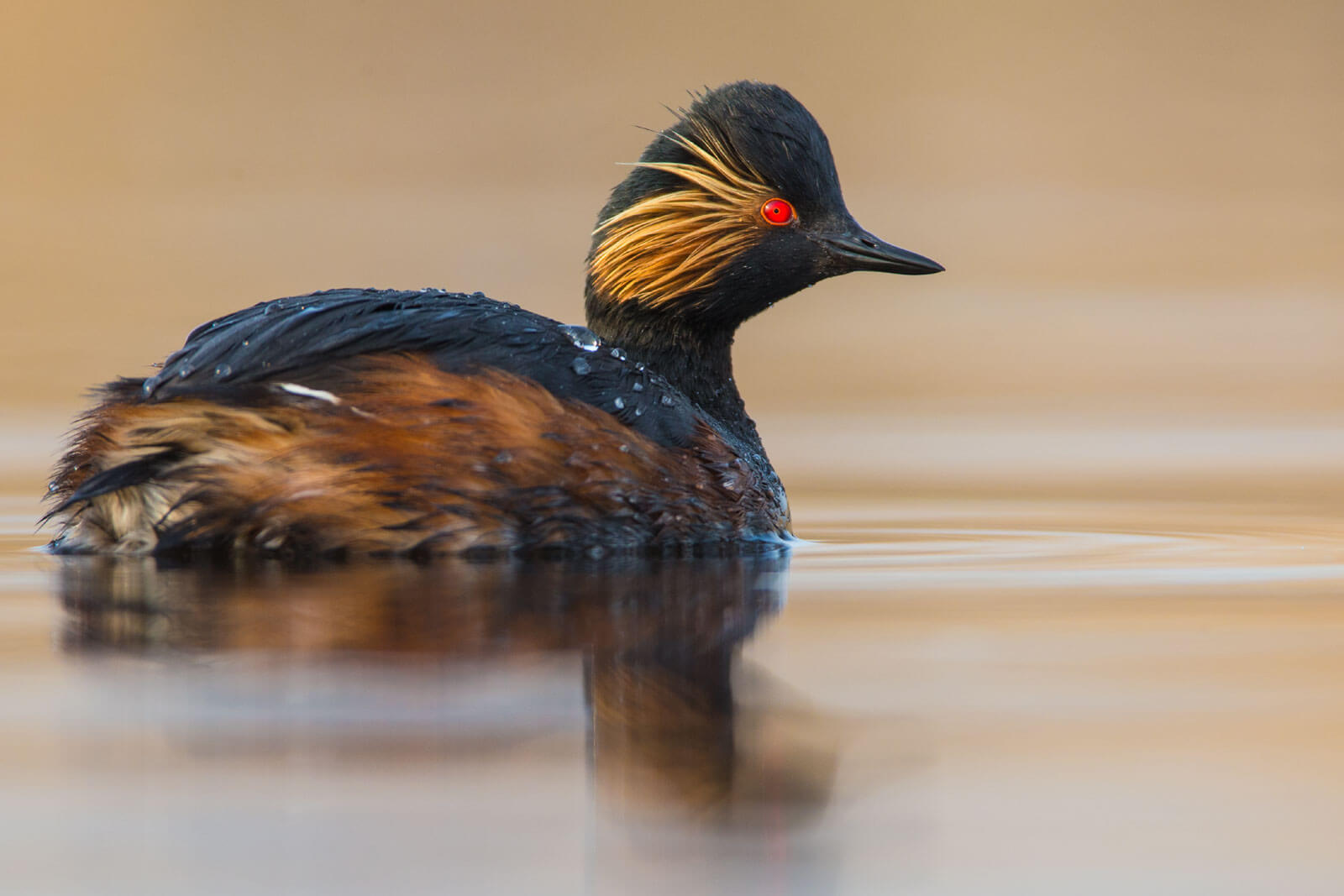 کَشیم گردن‌سیاه (Podiceps nigricollis)
