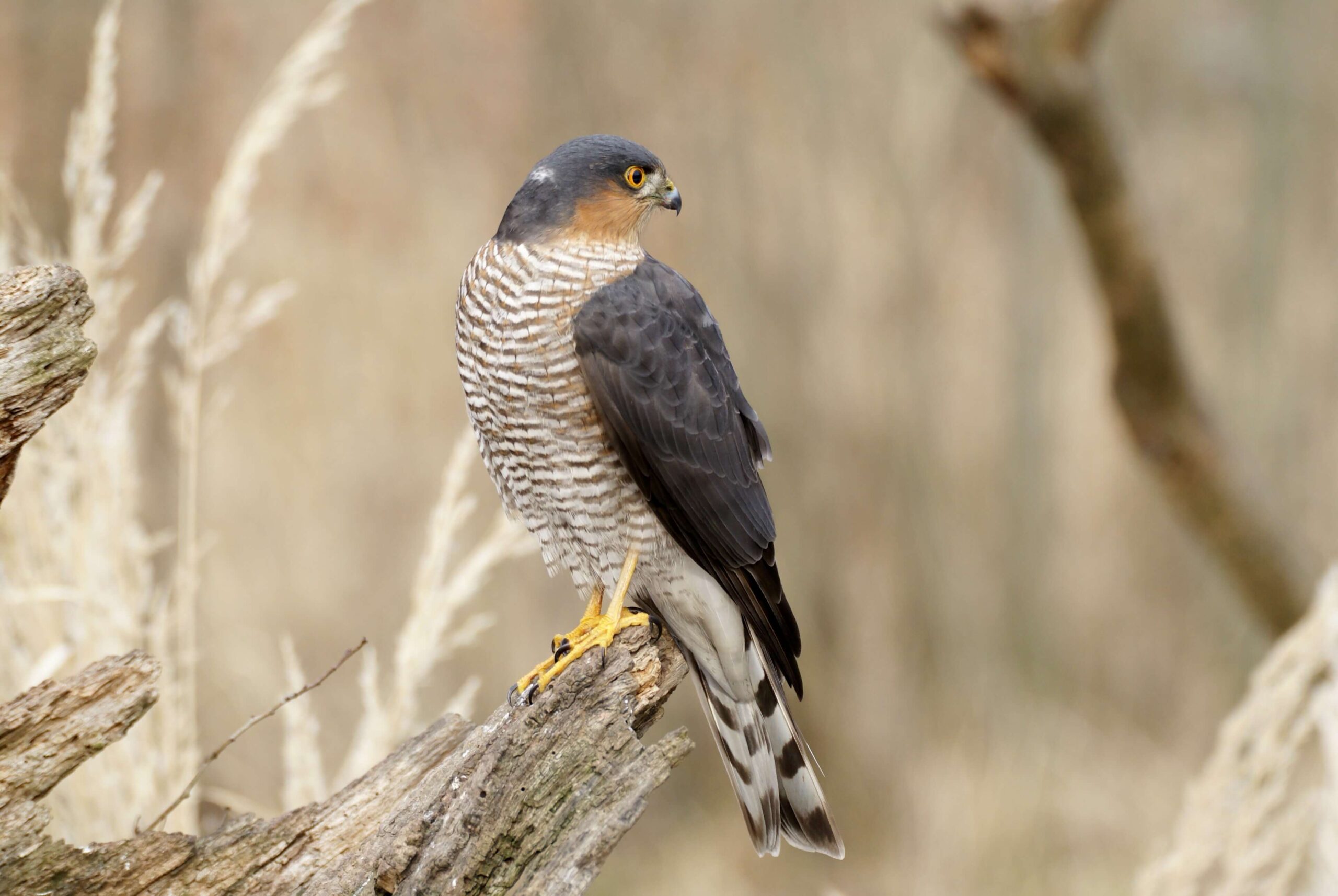 قرقی (Accipiter nisus)