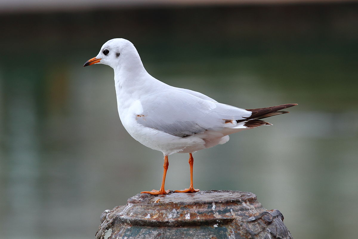 کاکایی سرسیاه کوچک (Chroicocephalus ridibundus)