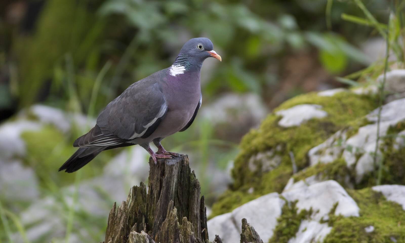 کبوتر جنگلی (Columba palumbus)