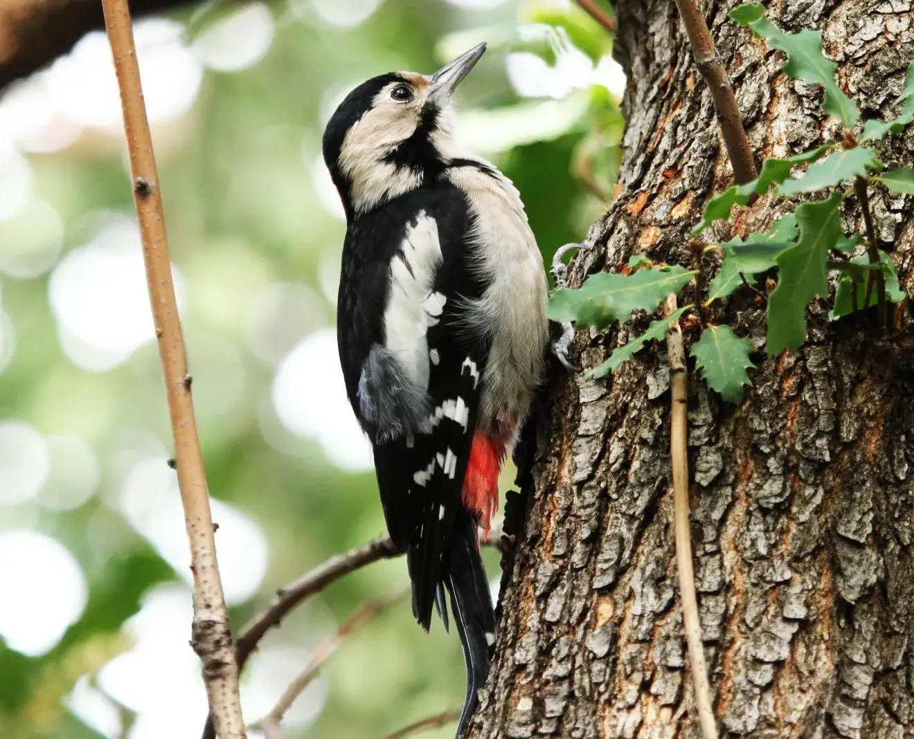 دارکوب سوری (Dendrocopos syriacus)
