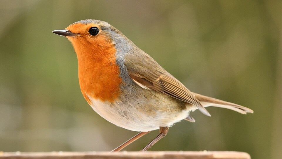 سینه‌سرخ (Erithacus rubecula)