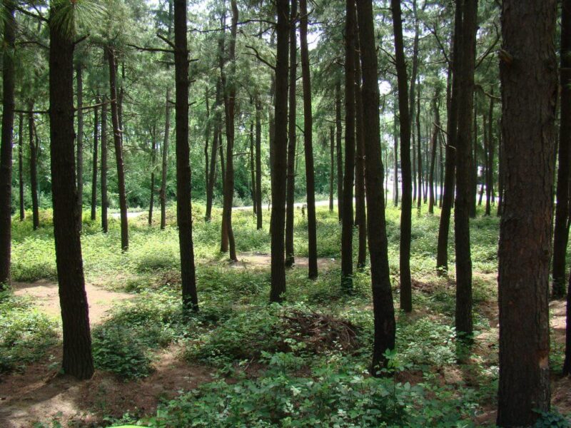 رشت پارک سراوان