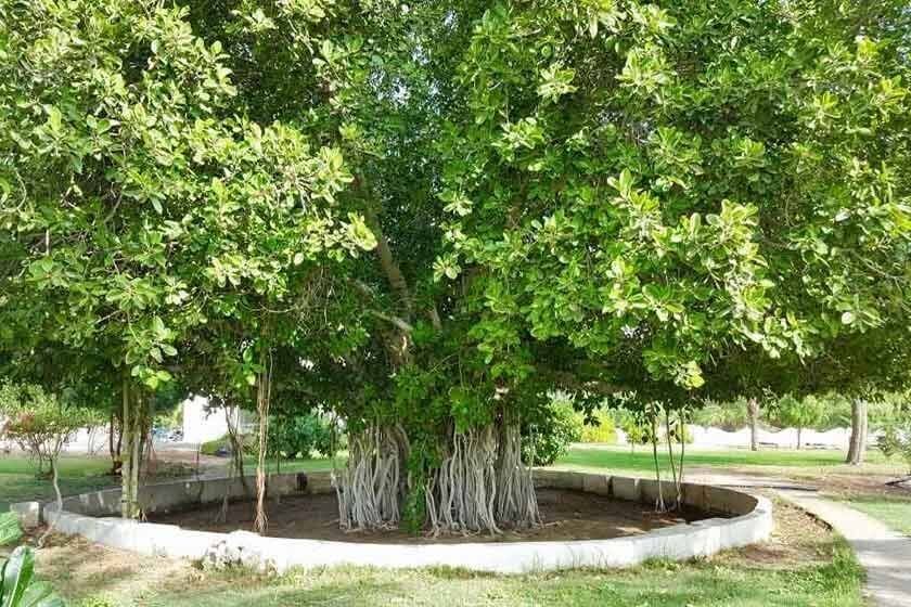 درخت سبز کیش
