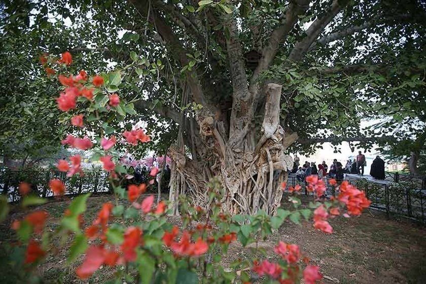درخت سبز کیش