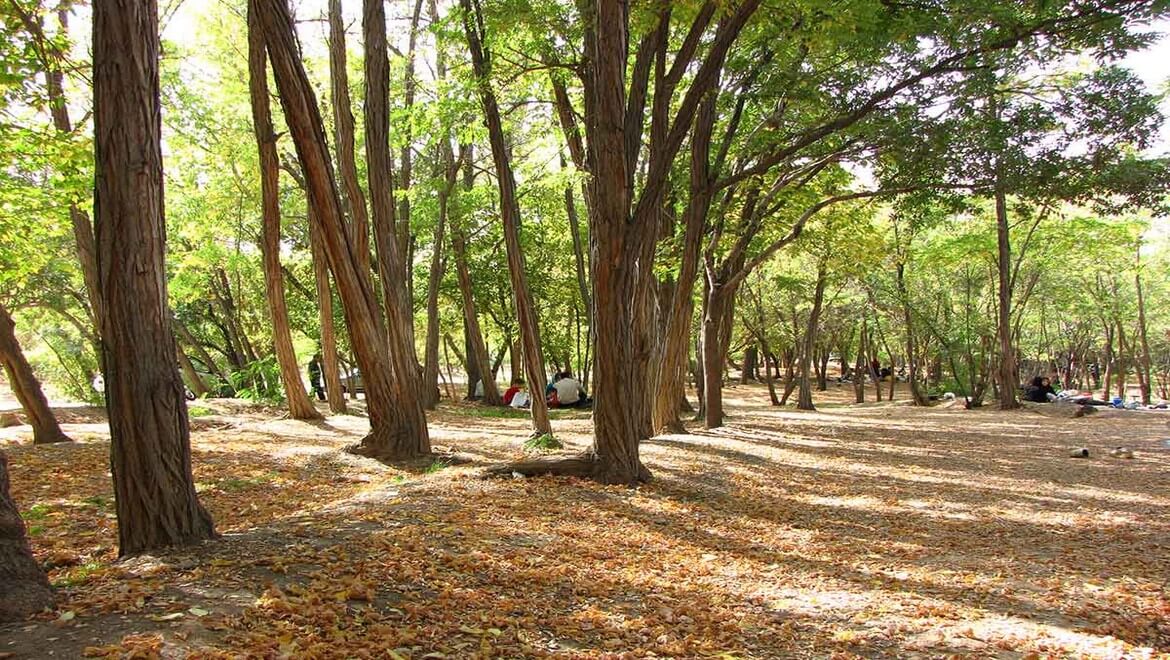 پارک جنگلی چیتگر