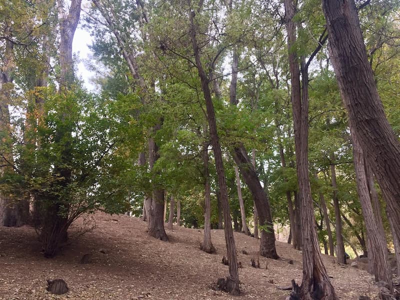 پیک نیک در جنگل کارا در درکه