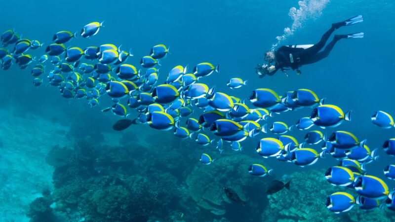 برای غواصی در قشم کجا بریم؟