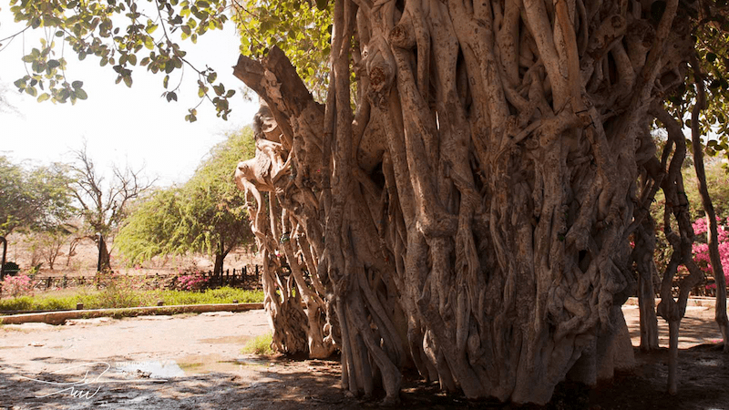 درخت سبز کیش