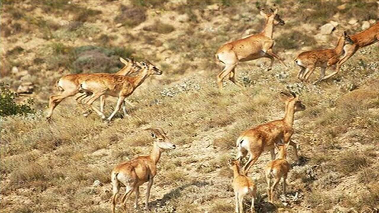 بیاین با پارک ملی بمو بیشتر آشنا شیم
