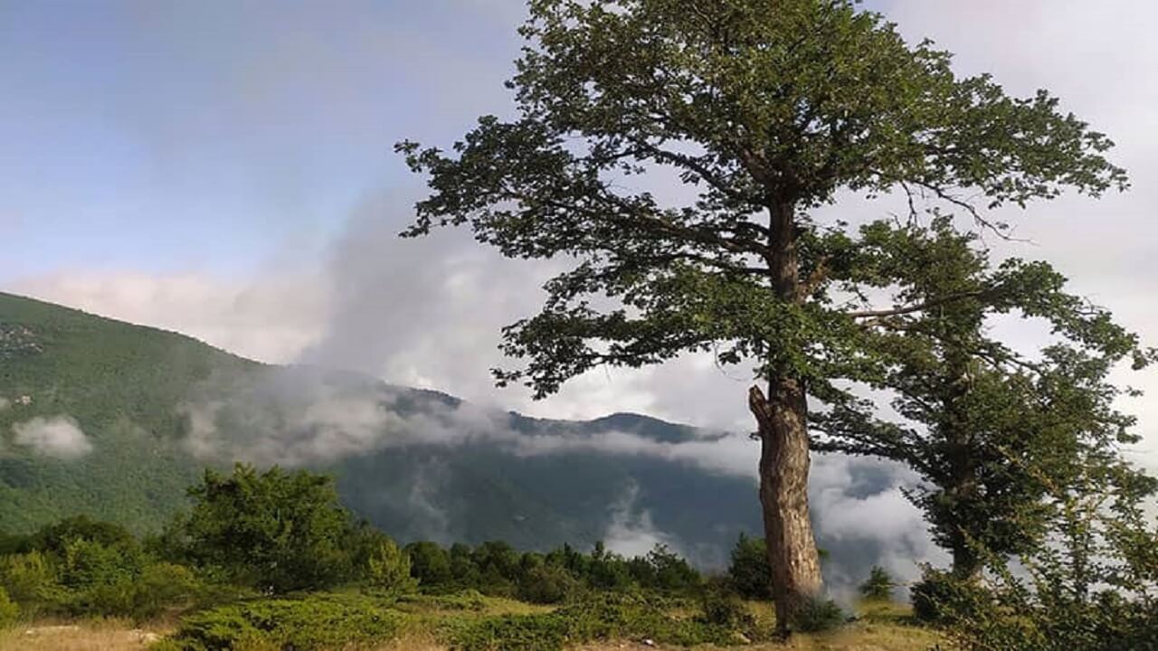 جنگل توسکستان؛ جایی درمیان ابرها و درختان بلوط