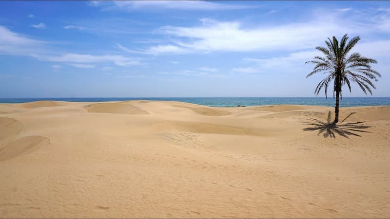 تک درخت درک 
