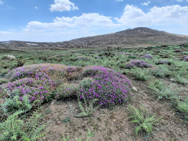 کوه برم فیروز