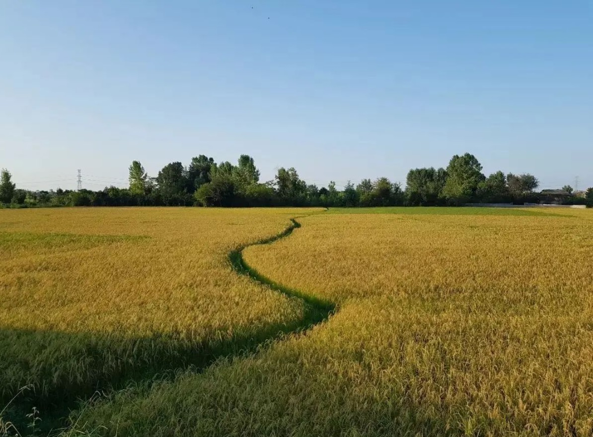 مزارع چای و برنج روستای چلندر