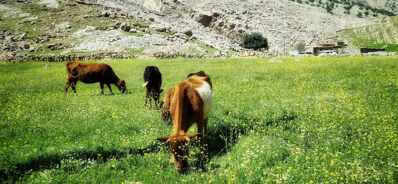 پوشش گیاهی دشت شیمبار
