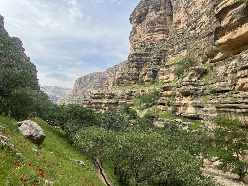 تنگ شیرز