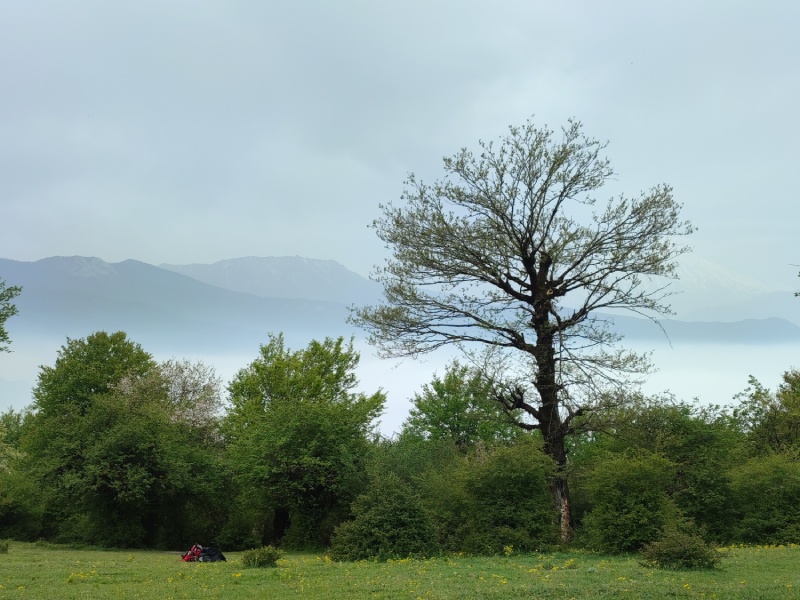جنگل الیمستان